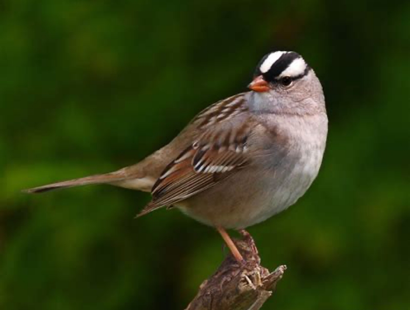 White crowned Sparrow