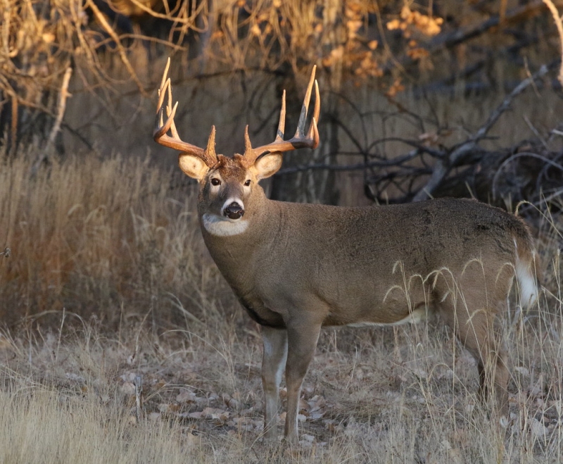 Whitetail buck standing by the treeline on the edge of a field