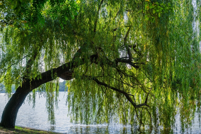 weeping willow at water's edge