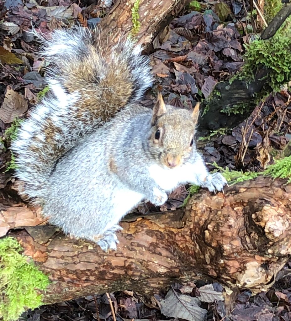Grey Squirrel