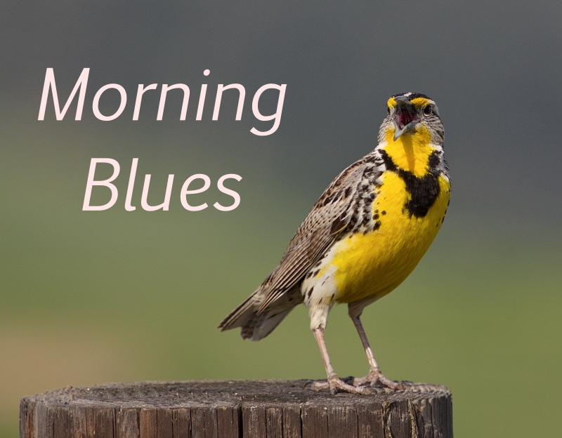 Westeren Meadowlark - superimposed iwth text "Morning Blues"