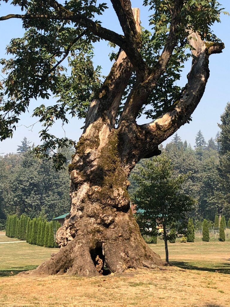gnarled old tree