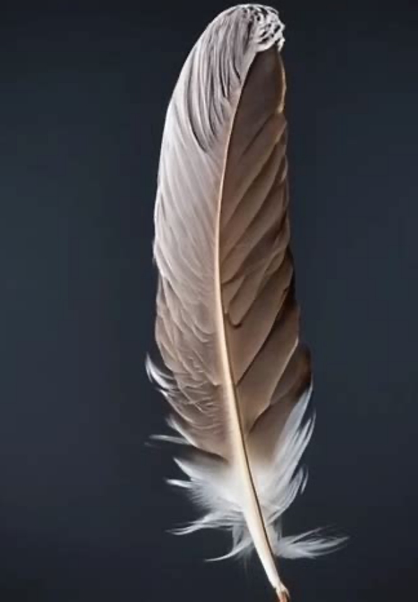 eagle feather