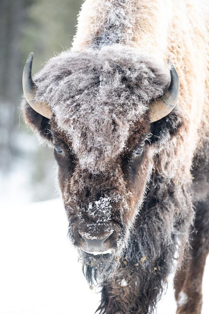 Frost covered bison - source https://www.rawpixel.com/image/4038803/photo-image-animal-public-domain