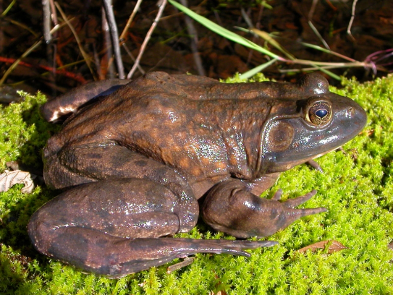 Bullfrog