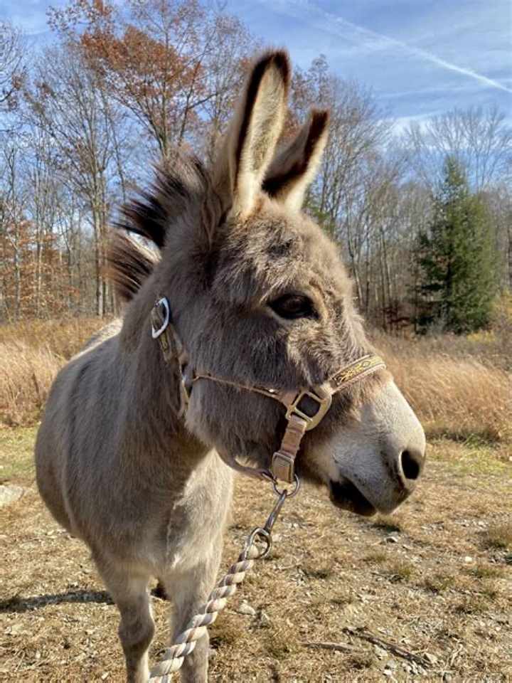 donkey
