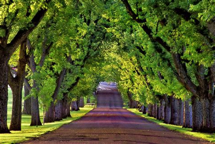 tree lined street