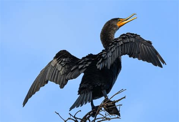 double breasted cormorant with wings spread wide