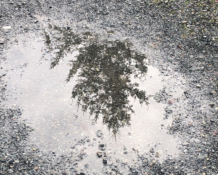 evergreen trees reflected in a puddle