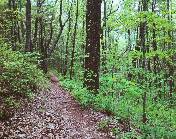 Wooded trail disappearing around a bend - what lies ahead