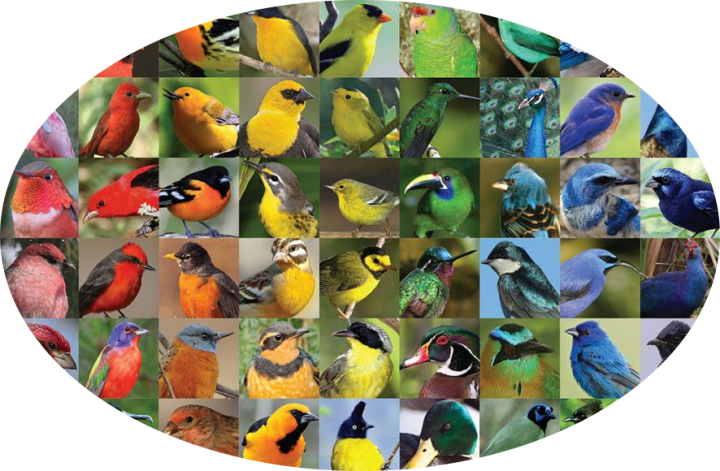 Bird collage