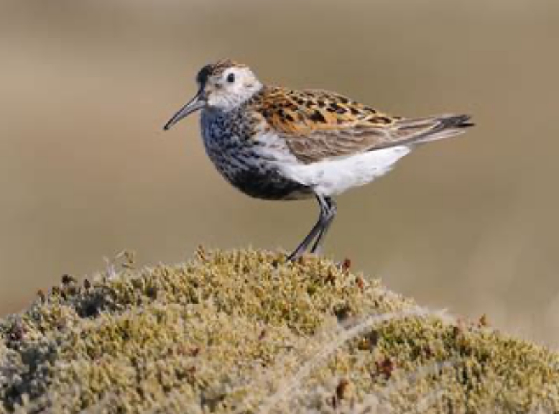 Dunlin - a bird out of place - image believed to be public domain