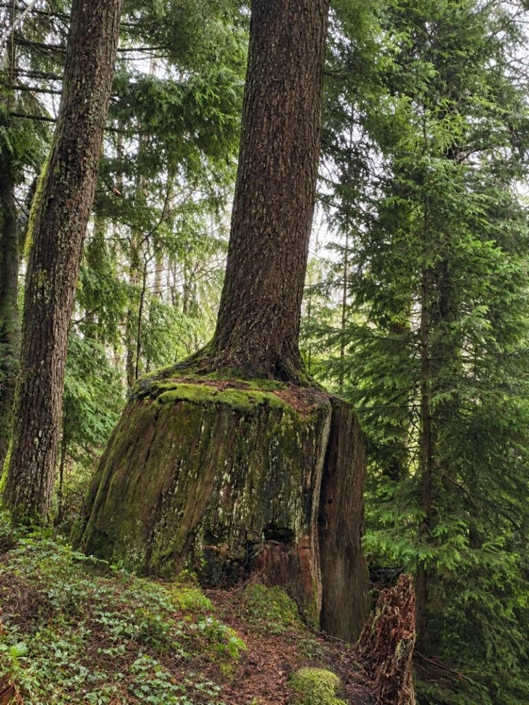 resprouter, a tree growing from the stump of an older logged tree. Its standing on the shoulder of giants