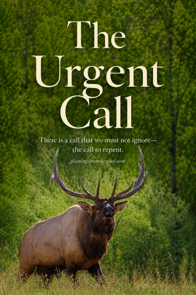 A bugling Elk - The call you can't ignore