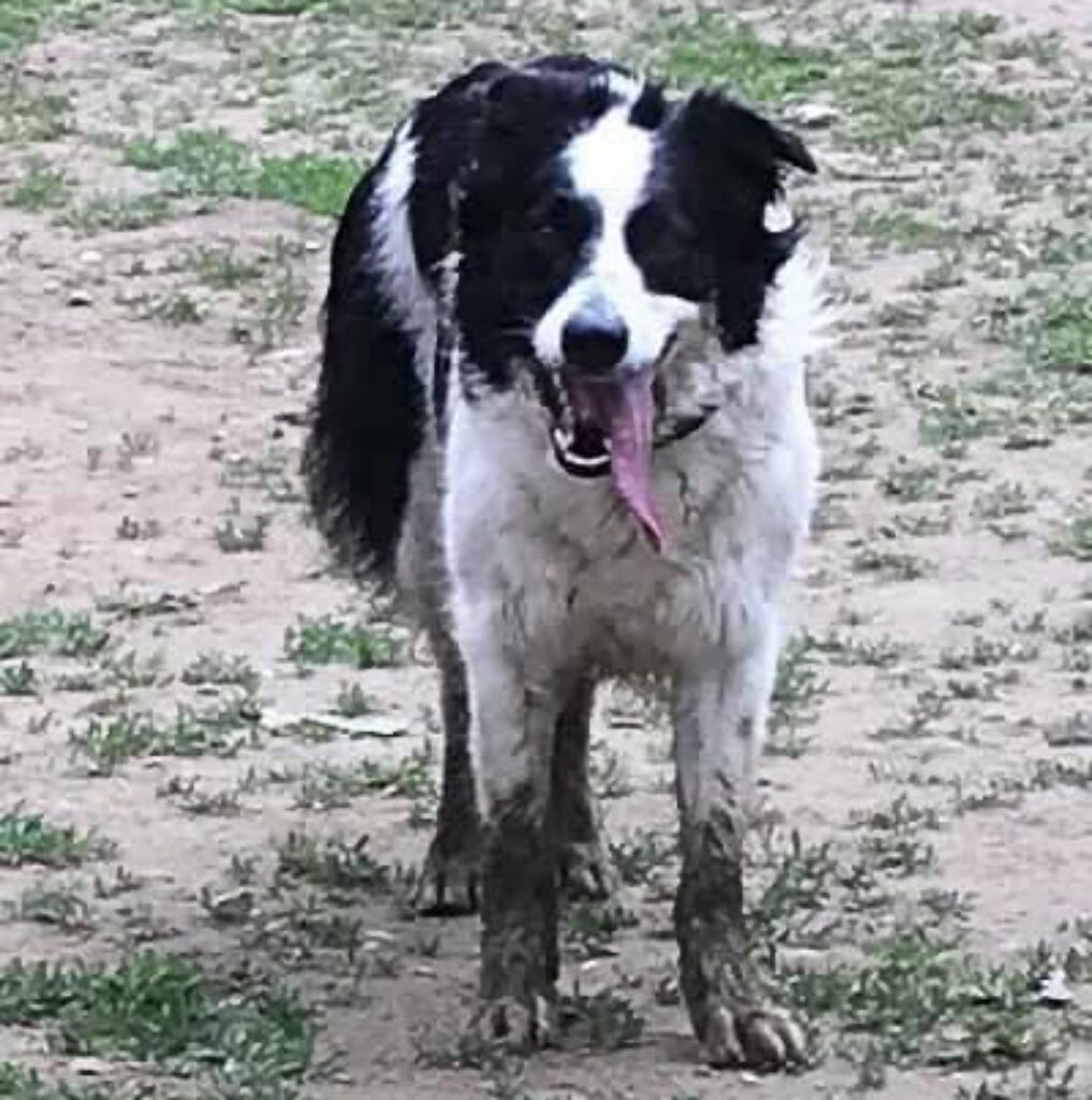 Border collies don't understand faith or rest - but they sure work hard

