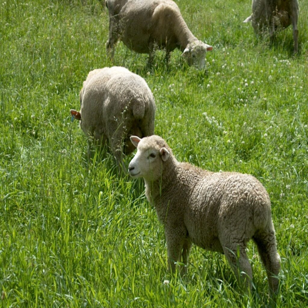 like sheep, we need a shepherd