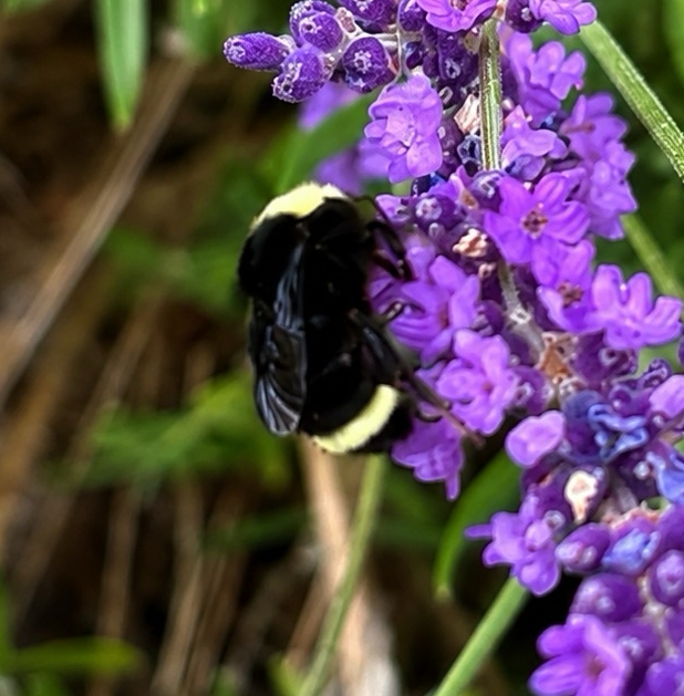 Bumble bee on lavender - abbotsford BC 2026