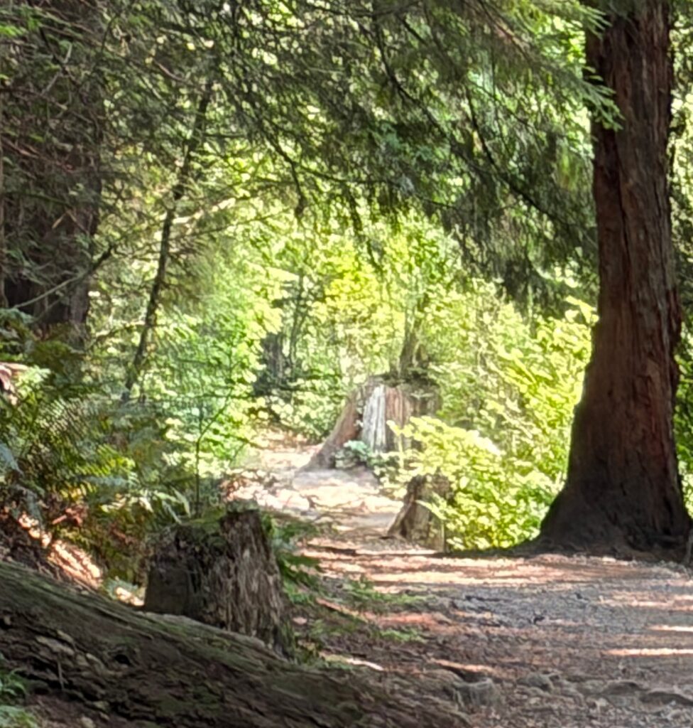 Scene from a forest walk that had me thinking about the Psalms
