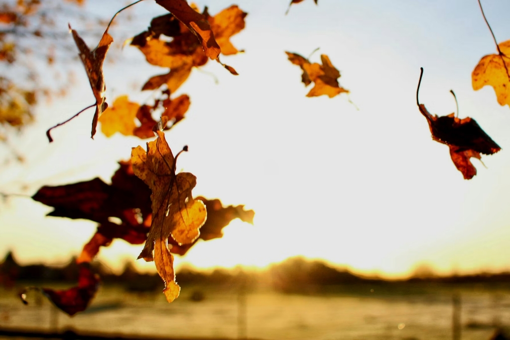 Leaves blowing in the wind
