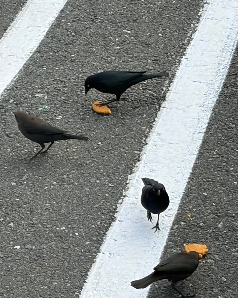 Four Brewer’s Blackbirds pick at food scraps on asphalt marked with wide white painted lines. They are in the world