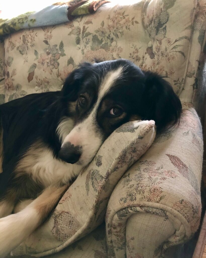 Jasper, A maremma - border collie cross. A black, white and tan dog with big brown eyes rests his head on the arm of a floral loveseat and looks up at the camera.