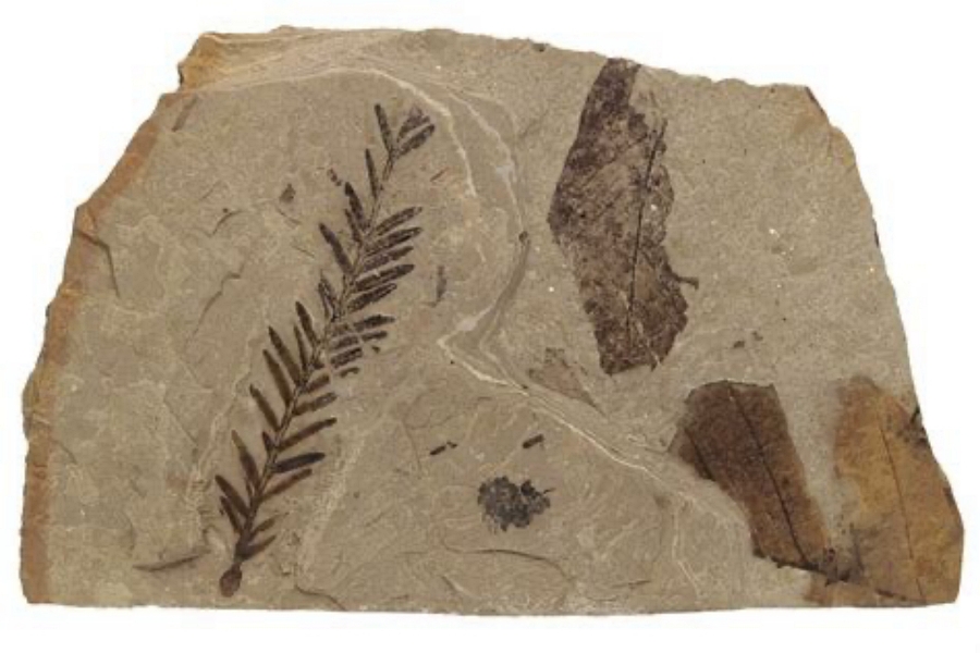 A slab of tan stone holding dark fossil impressions of a fern-like sprig, two broad leaves, and part of a third leaf. From McAbee Fossil Beds Cache CRrek BC