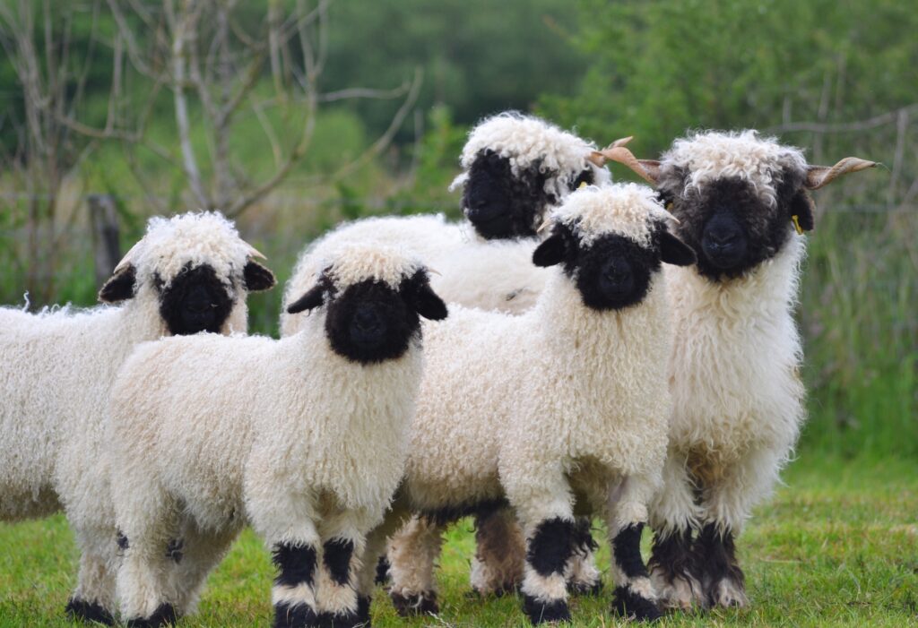 Five Valais Blacknose sheep with curly white fleece, black faces, and black knees and feet stand close together on green grass, facing the camera. Iluustrating a reflection on PSalm 23
