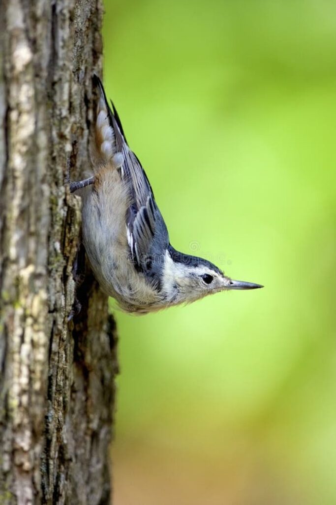 walking upside down - White-breasted nuthatch clinging upside down to a tree trunk, its long bill pointed outward against a soft green background.