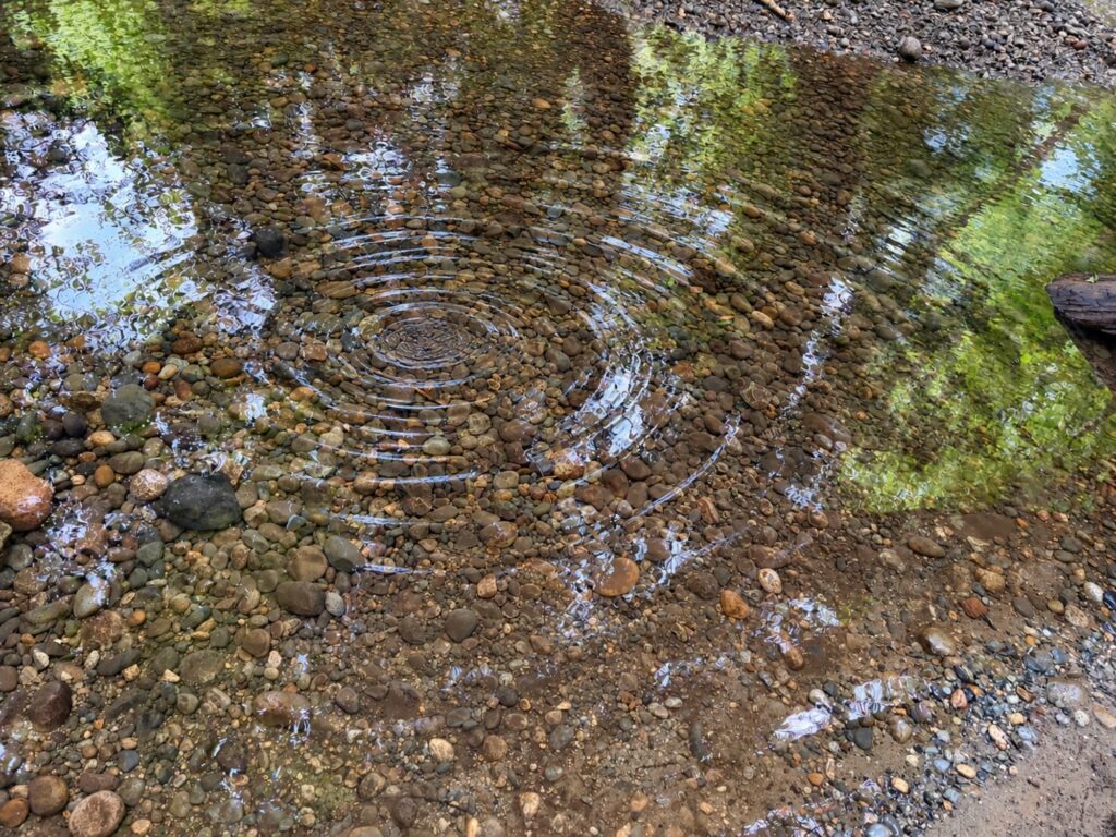 The ripple effect -Concentric ripples spreading across a clear, shallow stream over smooth brown and gray pebbles, with green trees and sky reflected on the water.