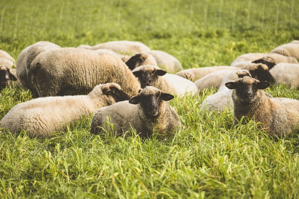 Flock of sheep lying down in deep green grass
